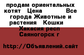 продам ориентальных котят › Цена ­ 5 000 - Все города Животные и растения » Кошки   . Хакасия респ.,Саяногорск г.